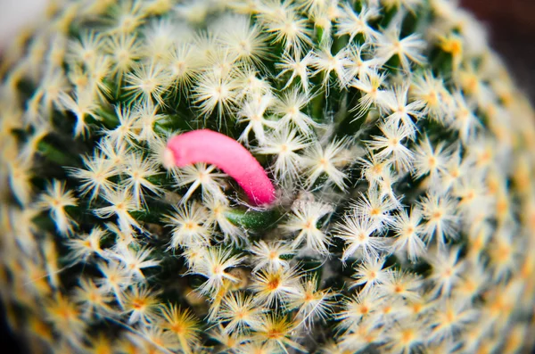 After flowering, cactus, then it will be up pink fruit. — Stock Photo, Image