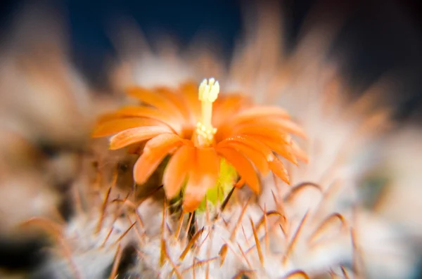 Cactus del desierto primer plano con flor de naranja —  Fotos de Stock