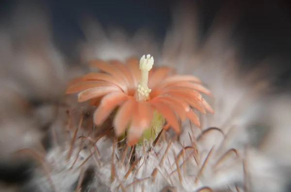 Desert cactus closeup with orange flower