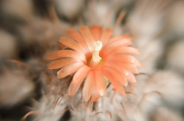 Cactus del desierto primer plano con flor de naranja —  Fotos de Stock