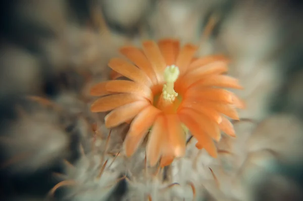 오렌지 꽃과 사막 선인장 근접 촬영 — 스톡 사진