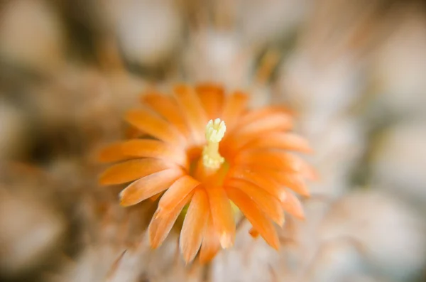 Detailní pouštní kaktus s oranžovým květem — Stock fotografie