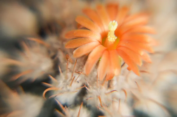 Cactus del desierto primer plano con flor de naranja —  Fotos de Stock