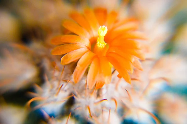 Κάκτος closeup με πορτοκαλί λουλούδι της ερήμου — Φωτογραφία Αρχείου