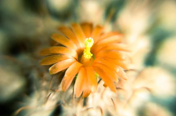 Detailní pouštní kaktus s oranžovým květem — Stock fotografie