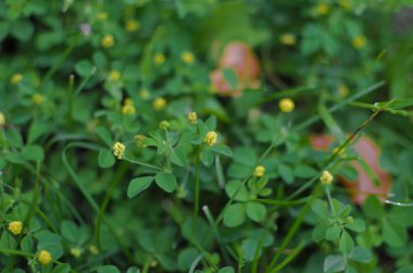 Masa üstü arka plan bahar. Çiçekler. Ahşap masa