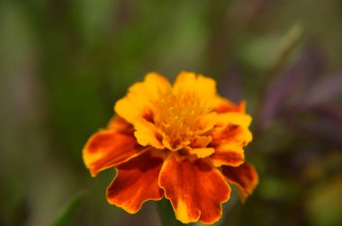 Kadife çiçeği turuncu çiçekler, doğal arka plan