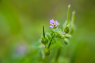 Masa üstü arka plan bahar. Çiçekler. Ahşap masa