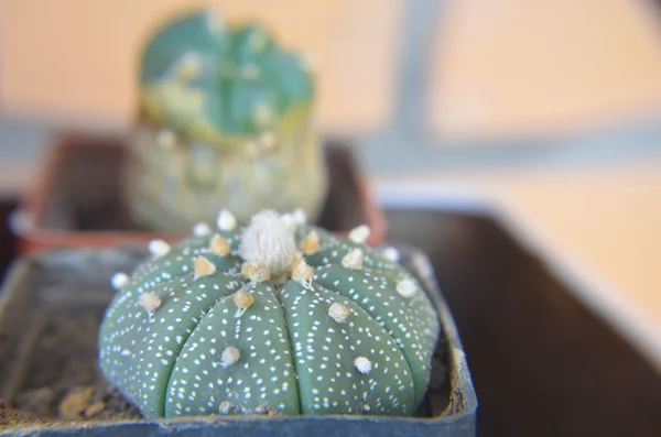 Primo piano del cactus del deserto con minuscolo fiore — Foto Stock