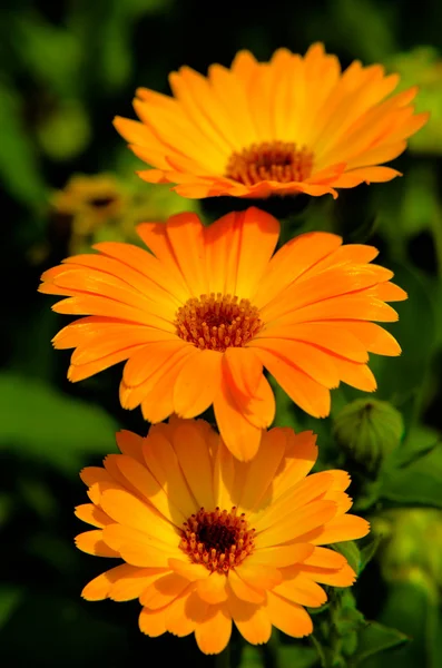 Marigold Calendula officinalis orange flower closeup — Stock Photo, Image