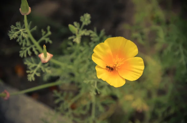 Eschscholzia contra el fondo de hierba verde. Californica, California amapola —  Fotos de Stock