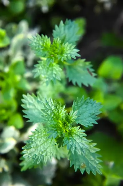 Green nettle in the forest background closeup — Stock Photo, Image