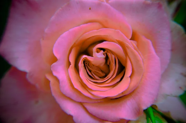 Nahaufnahme einer frischen rosafarbenen Rose — Stockfoto