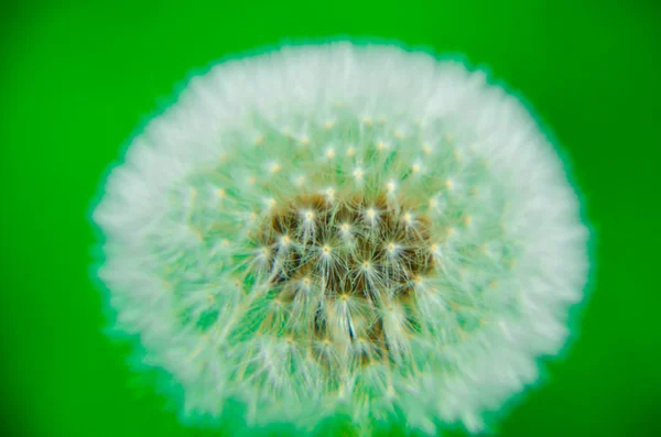 Un diente de león sobre fondo verde — Foto de Stock