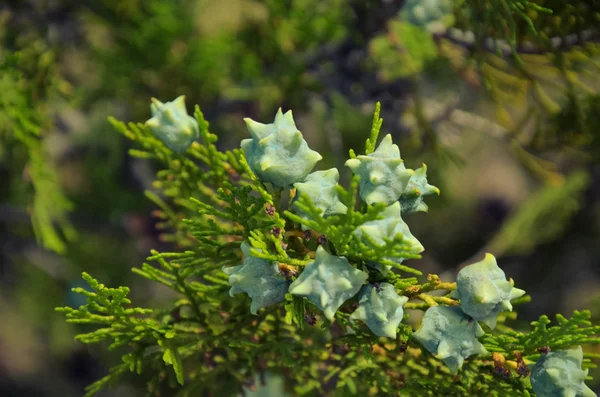 Genç yeşil mazı dalları ile meyve tatlı — Stok fotoğraf