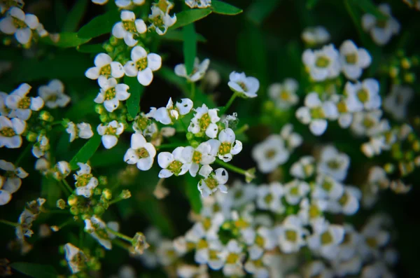 Tle natura z małe, białe kwiaty — Zdjęcie stockowe