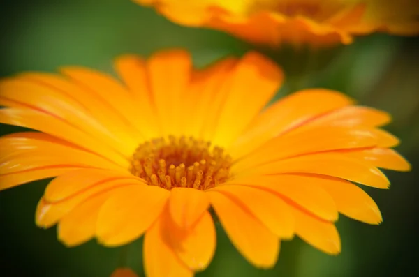 Marigold Calendula officinalis orange flower closeup — Stock Photo, Image