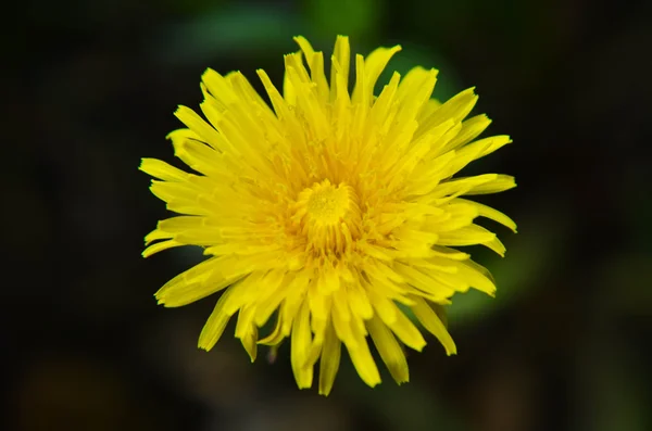 Nahaufnahme von einem gelben Löwenzahn — Stockfoto