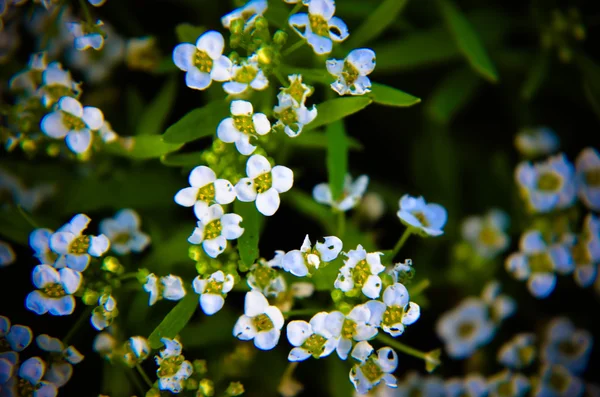 Nature background with little white flowers — Stock Photo, Image