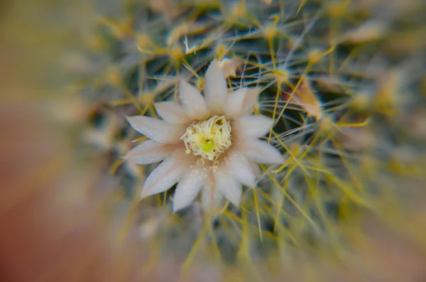 Primo piano del cactus del deserto con minuscolo fiore — Foto Stock