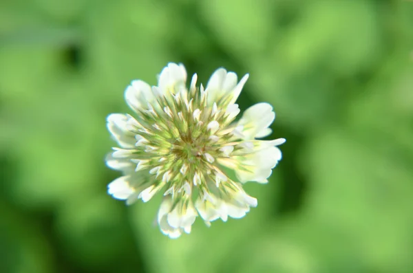 Flamanca yonca yonca repens beyaz. Bir çiçek. L. — Stok fotoğraf