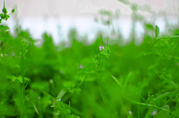 Fundo de primavera com mesa. Flores. Quadro de madeira — Fotografia de Stock