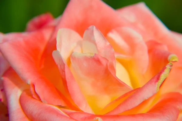 Zbliżenie świeży różowy kwiat róży — Zdjęcie stockowe