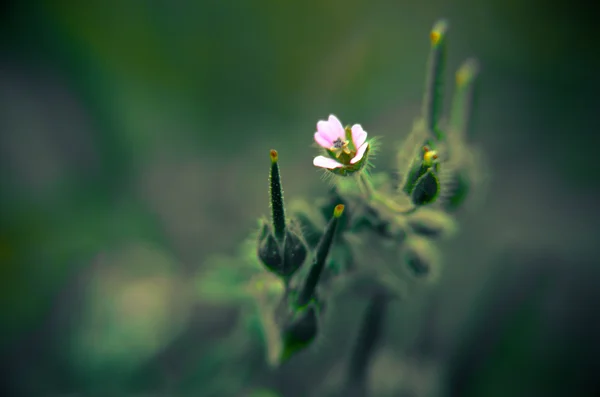 Fond printanier avec dessus de table. Des fleurs. Table en bois — Photo