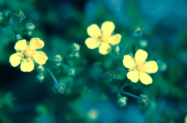 Vintage-Foto mit wilden Blumen im Morgengrauen — Stockfoto