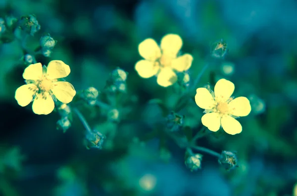 Foto vintage con flores silvestres al amanecer —  Fotos de Stock