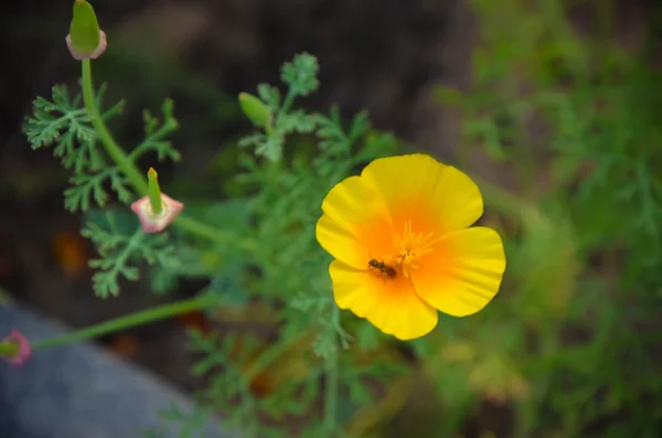 Eschscholzia vor grünem Gras Hintergrund. kalifornien, kalifornischer mohn — Stockfoto