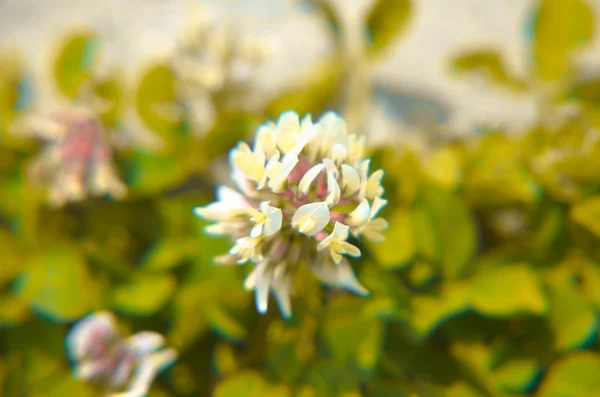 Nederlandse klaver Trifolium repens witte. Bloem van de. L. — Stockfoto