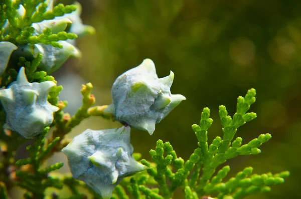 果物のクローズ アップと若い緑 Thuja の枝 — ストック写真