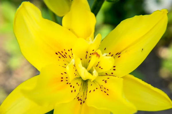 Красивый желтый цветок лилии крупным планом — стоковое фото