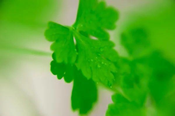 Perejil verde fresco que crece en el huerto — Foto de Stock