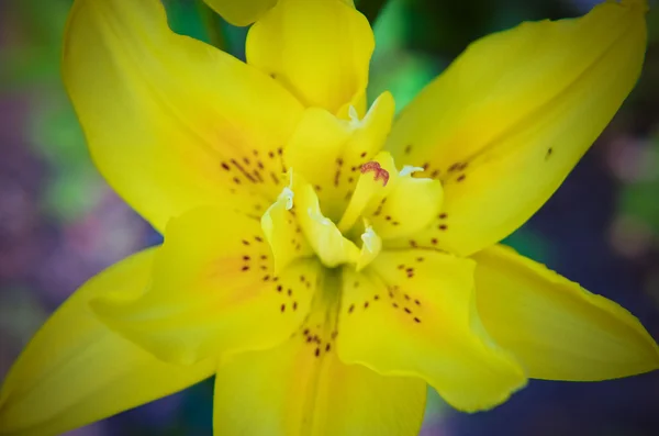 Belle fleur de lys jaune close-up — Photo