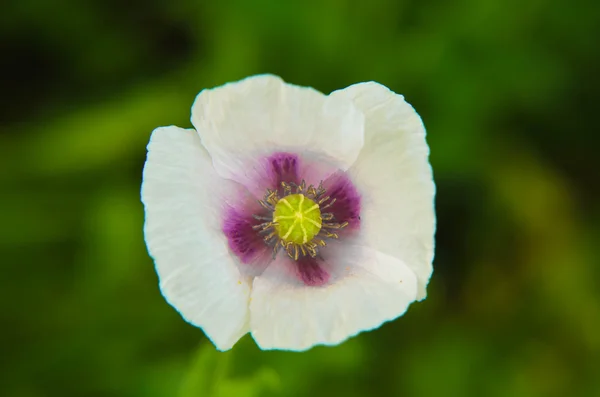 在中间的紫罗兰色的白色罂粟特写镜头 — 图库照片