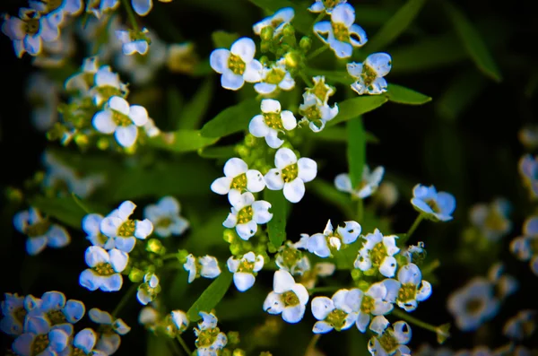 小さな白い花を持つ、自然の背景 — ストック写真