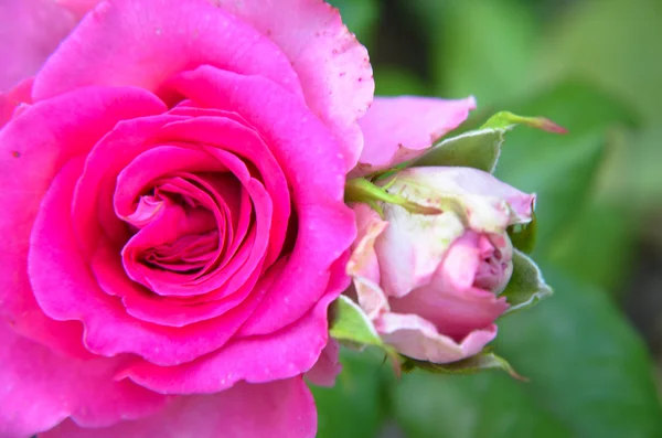 신선한 분홍색 장미 꽃의 근접 촬영 — 스톡 사진