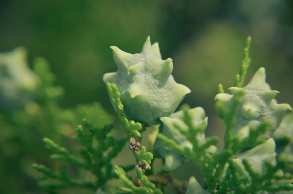 Mladé zelené Thuja větve s plody detailním — Stock fotografie