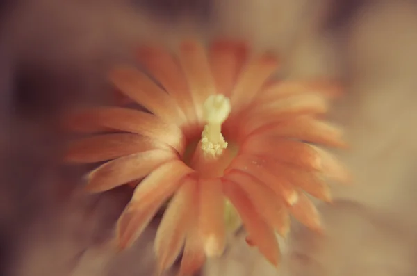 Desert cactus closeup with orange flower