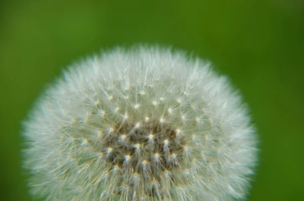 One dandelion on green background — Stock Photo, Image