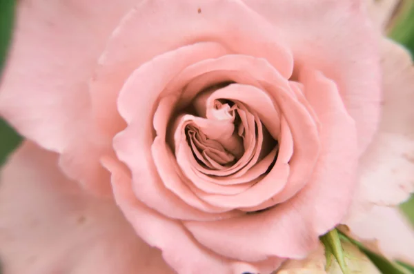 Närbild av färsk Rosa Ros blomma — Stockfoto