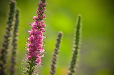 Ortak heather calluna vulgaris. Küçük bal orman bitki ve süs Bahçe .