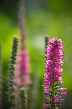Ortak heather calluna vulgaris. Küçük bal orman bitki ve süs Bahçe .