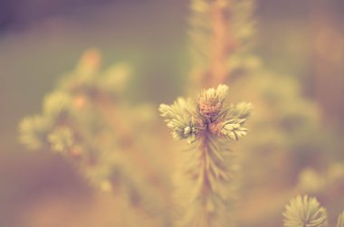 Arka plan mavi ladin dallarda