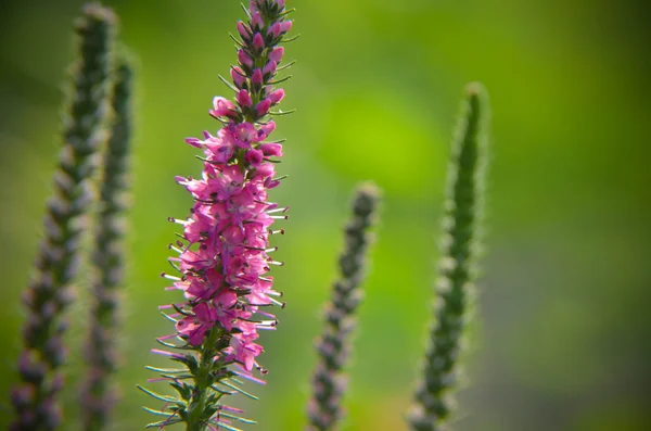 Common heather calluna vulgaris . Small honey forest plant and ornamental garden . — Stock Photo, Image