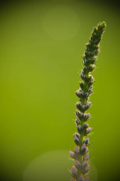 Společné vřes calluna vulgaris. Malé med lesní rostliny a okrasné zahrady . — Stock fotografie