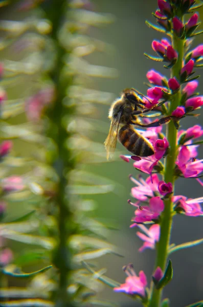 Gemeenschappelijke heather-calluna vulgaris. Kleine honing bos plant en decoratieve tuin . — Stockfoto