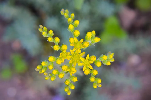 노란 꽃 Sedum rubrotinctum 또는, 돼지고기, 콩, 젤리 빈 공장 — 스톡 사진